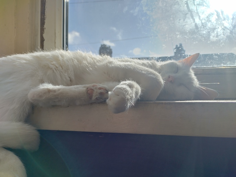 To think that my cat should earn his keep...