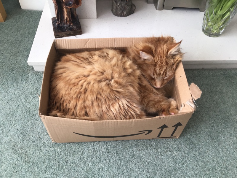 My cat is a MASSIVE WANKER