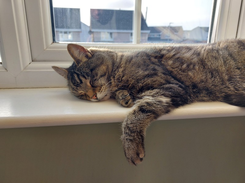 Poorly old cat