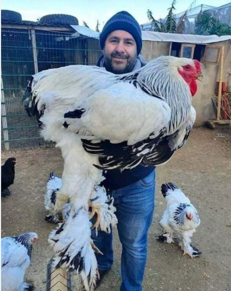 To make a chicken last a week?