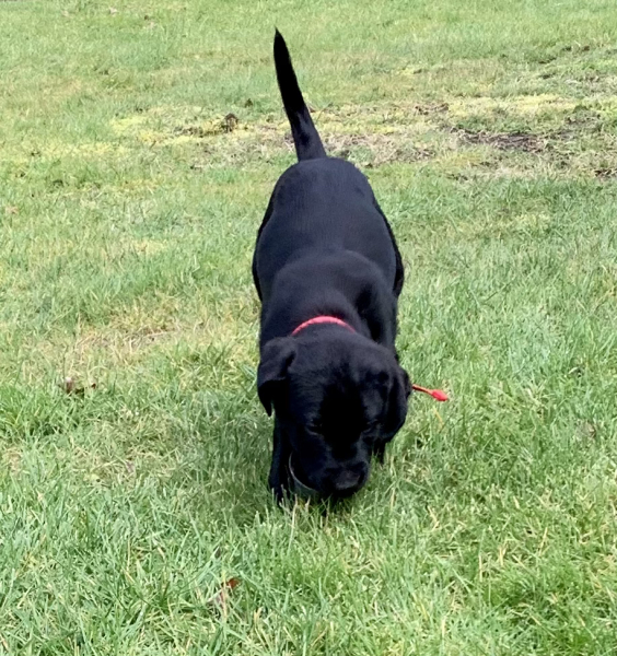 2 hour car journey to bring new puppy home