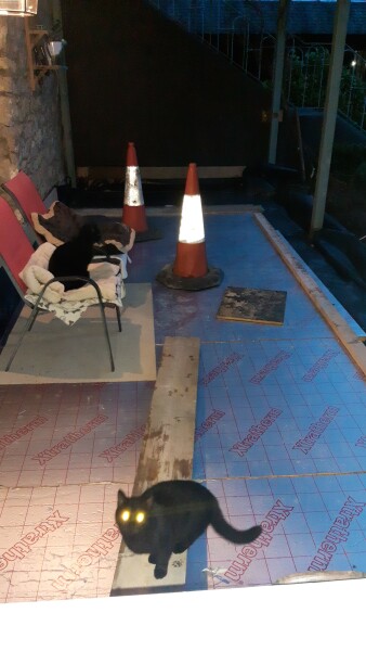 How many black cats...