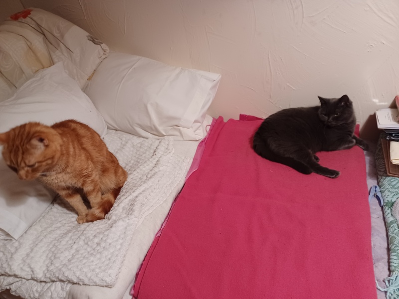 To KNOW Dcat was wrong and secretly think she should admit she was?