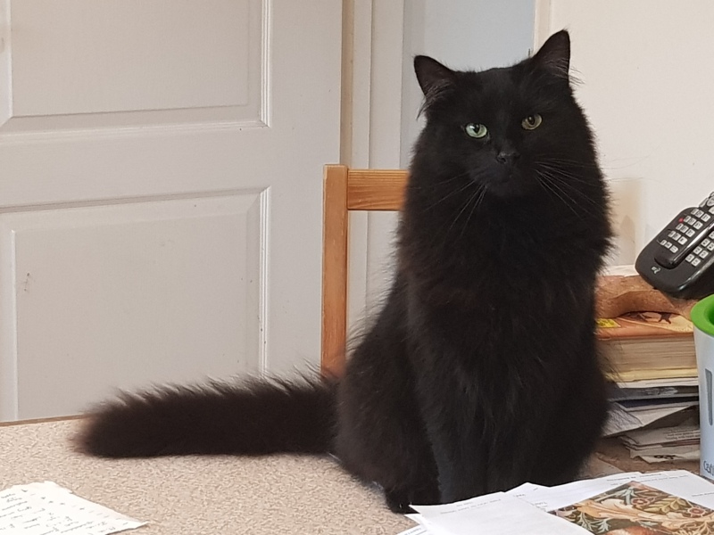 Hundreds of cats, thousands of cats, millions and billions and trillions of cats