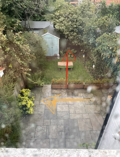 Are these plants dead?