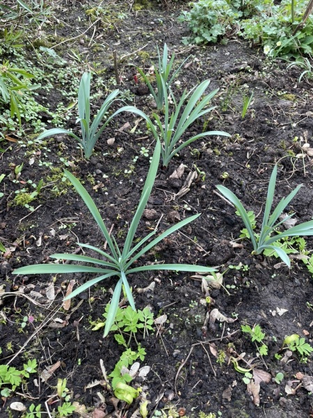 Plant ID