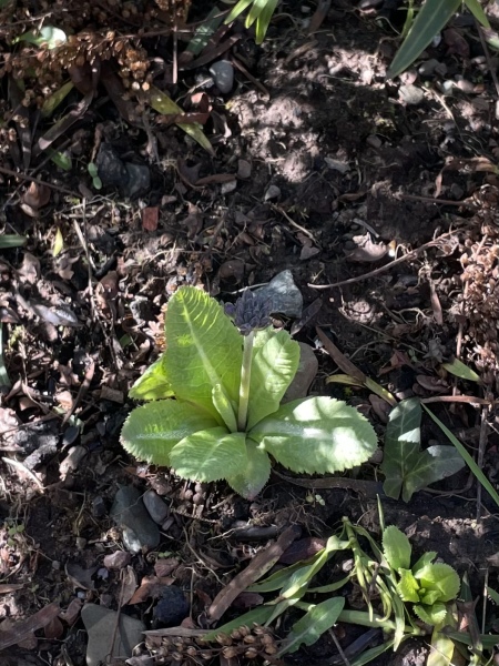 Help a gardening newbie 😅 weed or not?