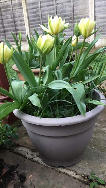 Spring and Summer Bulbs 2023
