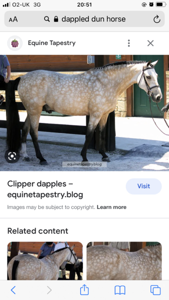What breed of horse would have these markings?