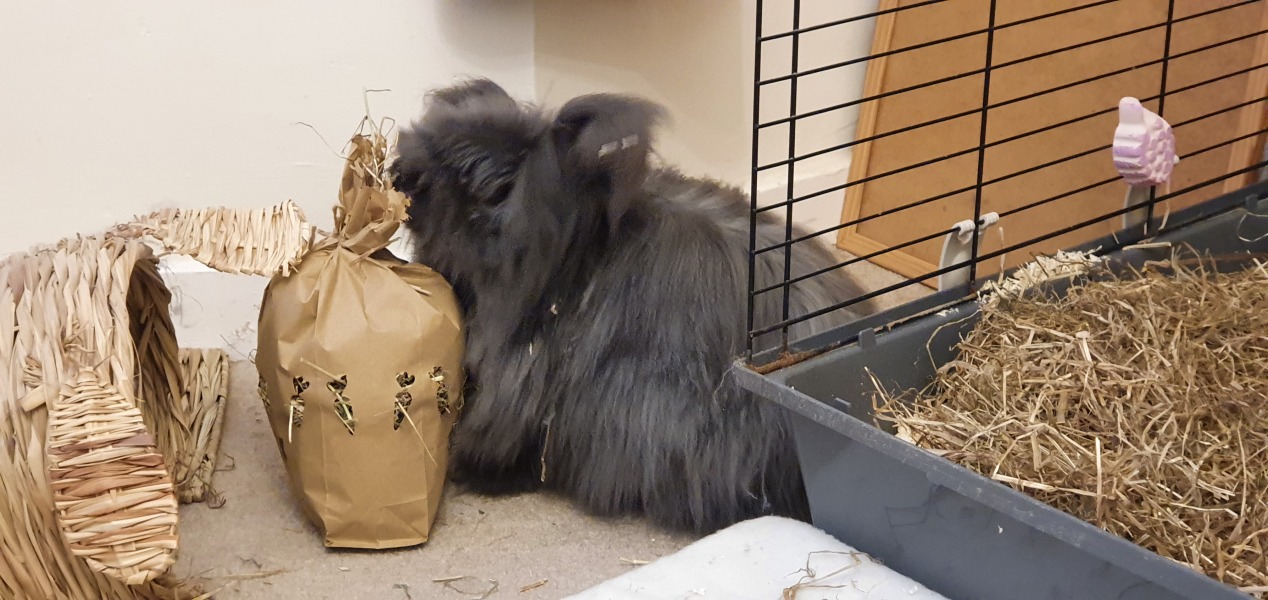 House rabbits