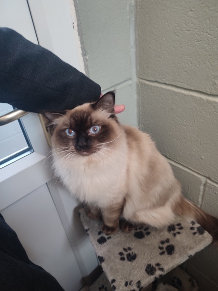 Adopting a rescue ragdoll