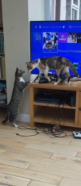 Nervous rescues