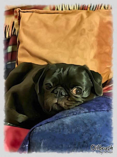 Moonpig Ban Flat-Faced Dog Cards