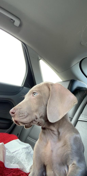 What do we need for a new puppy