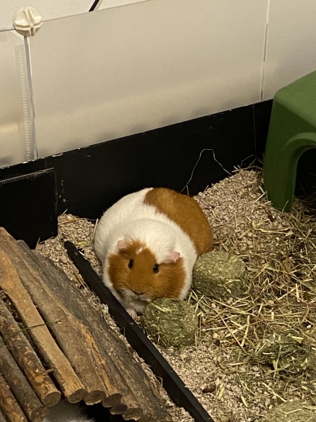 A genuine Guinea pig thread!!! 