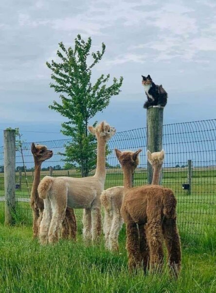 Cats used to be worshiped as Gods...