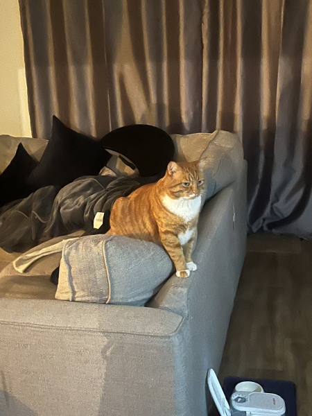 What has your experience of ginger  cats been ? 