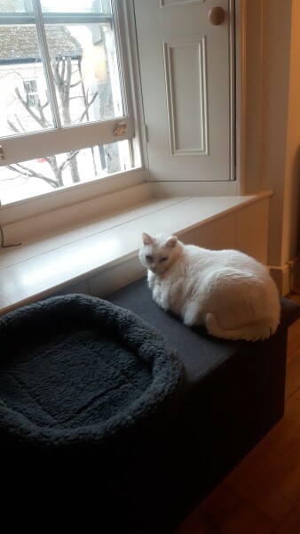 How many black cats...