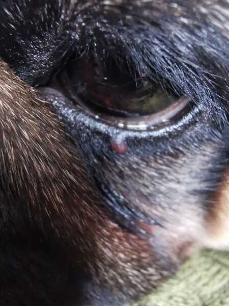 Any vets/vet nurses about? Spot on eye