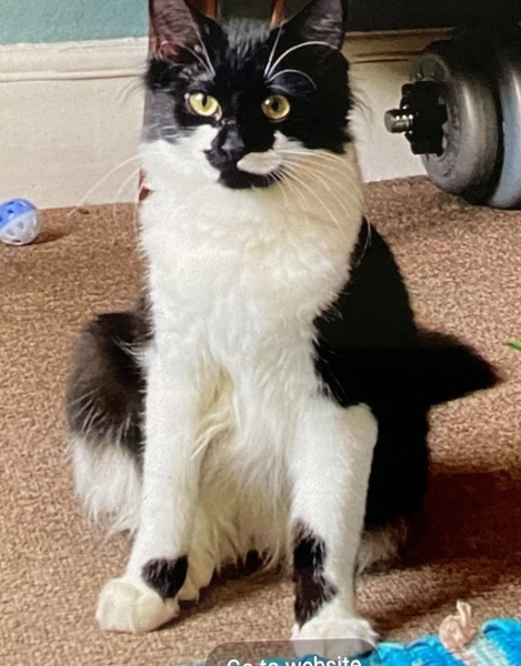 Viewing foster cat today