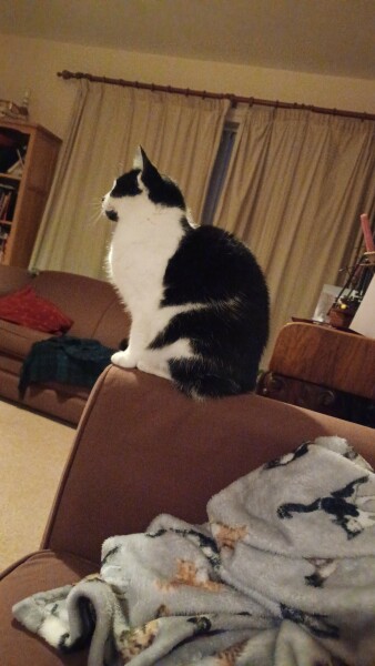 Cats used to be worshiped as Gods...