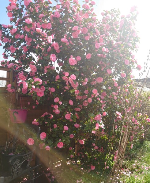 Camellia japonica