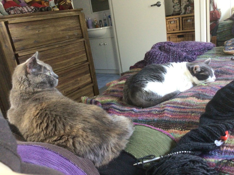 Cats used to be worshiped as Gods...