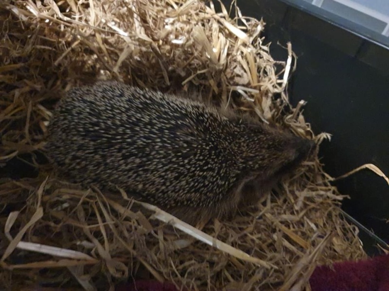 Any hedgehog experts???