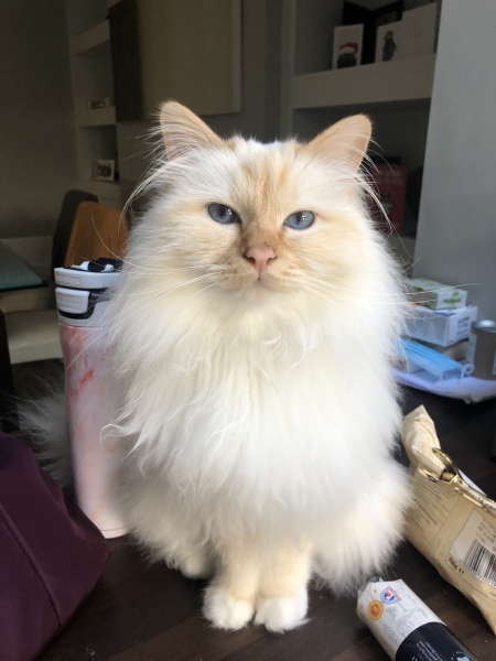 Adopting a rescue ragdoll