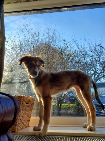 Puppy Survival Thread - as we approach Fireworks night for the first time…