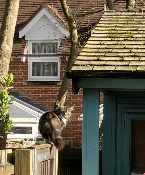 Am I the only person who does not assume a cat is lost if I see one in my garden?