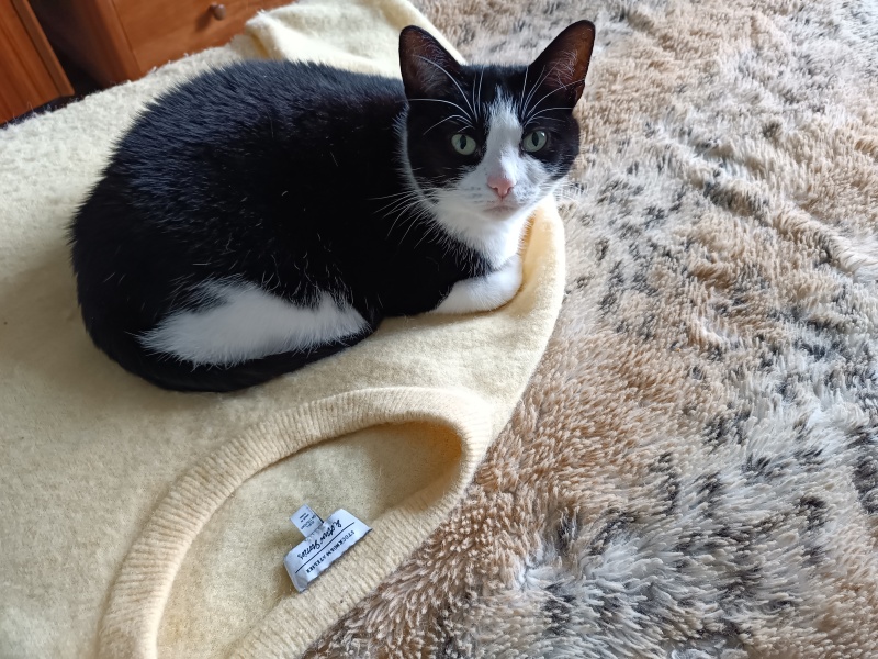 If you have an indoor cat, what do you do in the summer?