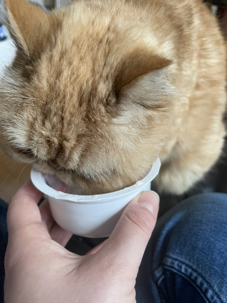 Never lived with a cat - but can’t stop thinking I’d like to…