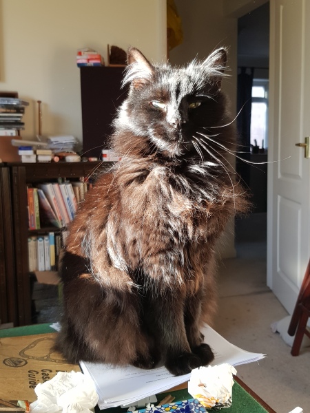 Hundreds of cats, thousands of cats, millions and billions and trillions of cats