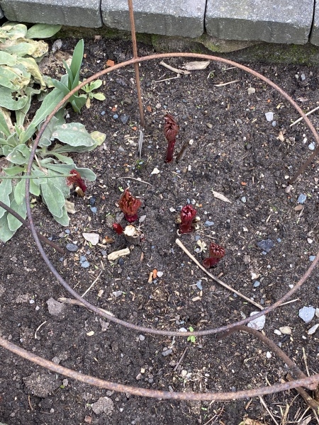 Have your peonies sprouted yet?