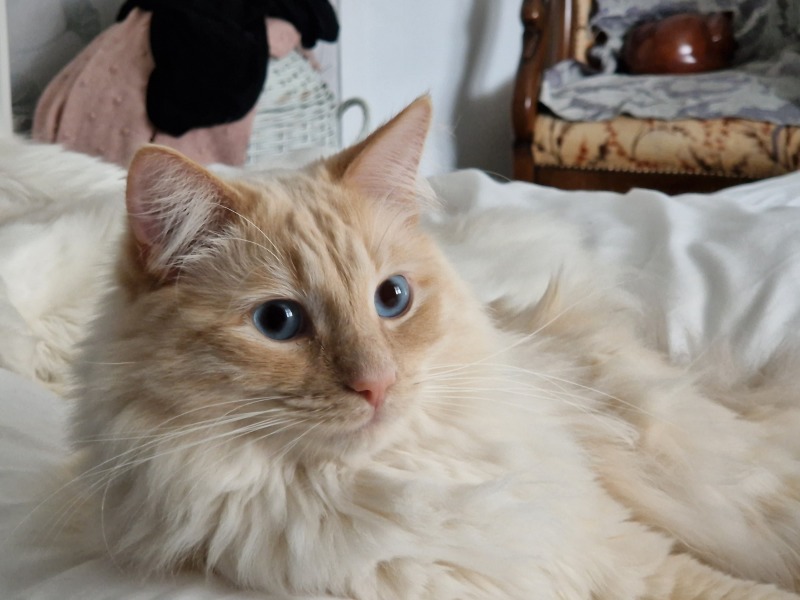 Adopting a rescue ragdoll