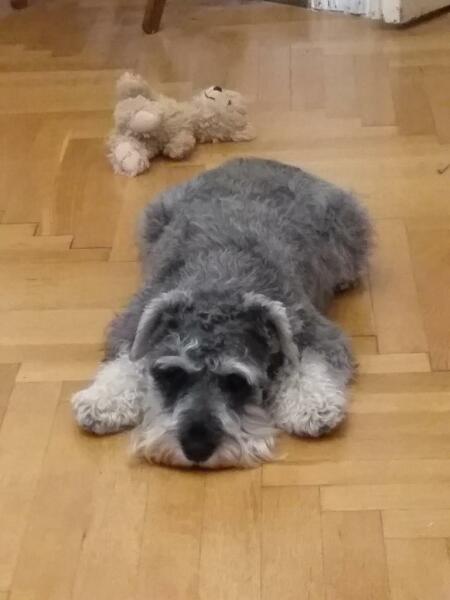 What breed is this little dog?