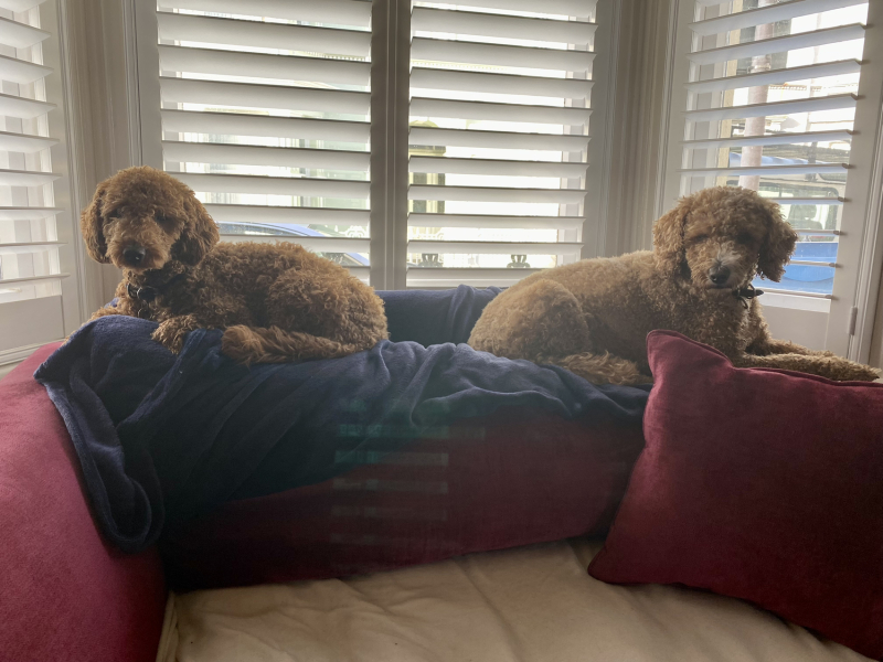 Does anyone's dog look through window 