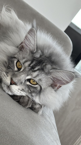 Cats used to be worshiped as Gods...