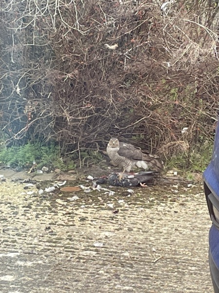 What bird is this? (Graphic picture in post)
