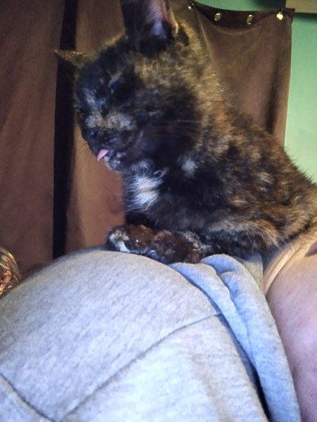 Cats used to be worshiped as Gods...
