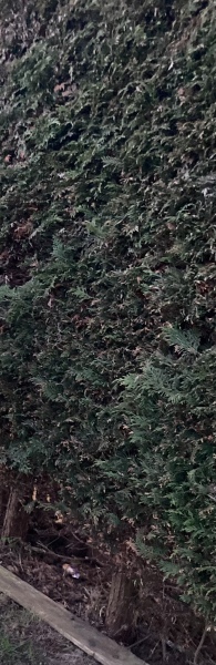 Cutting back Conifers