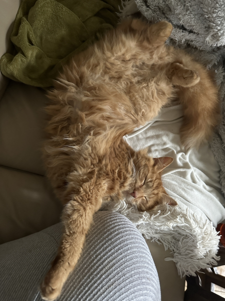 What has your experience of ginger  cats been ? 