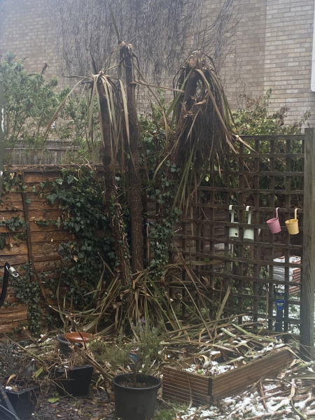 Cordyline dead?