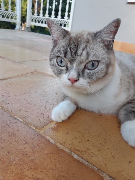 Adopting a rescue ragdoll