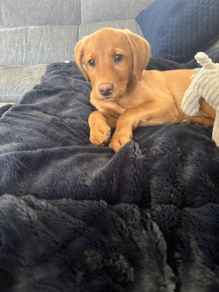 Honey the Labrador puppy