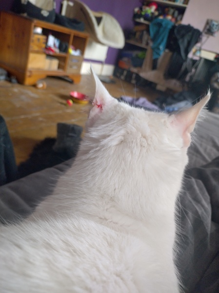 Cats used to be worshiped as Gods...
