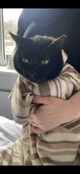 How many black cats...