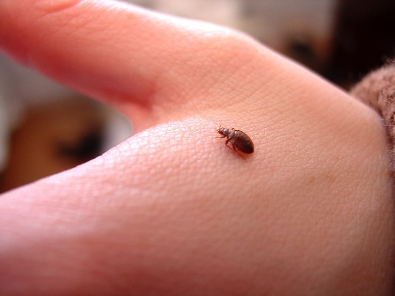 BED BUG OR FLEE?