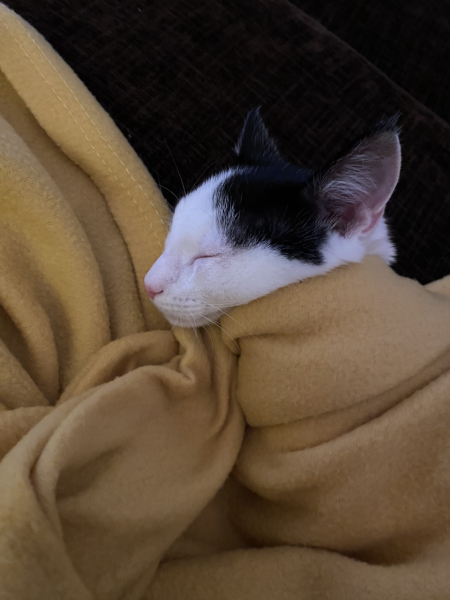 Is my adoptee poorly?